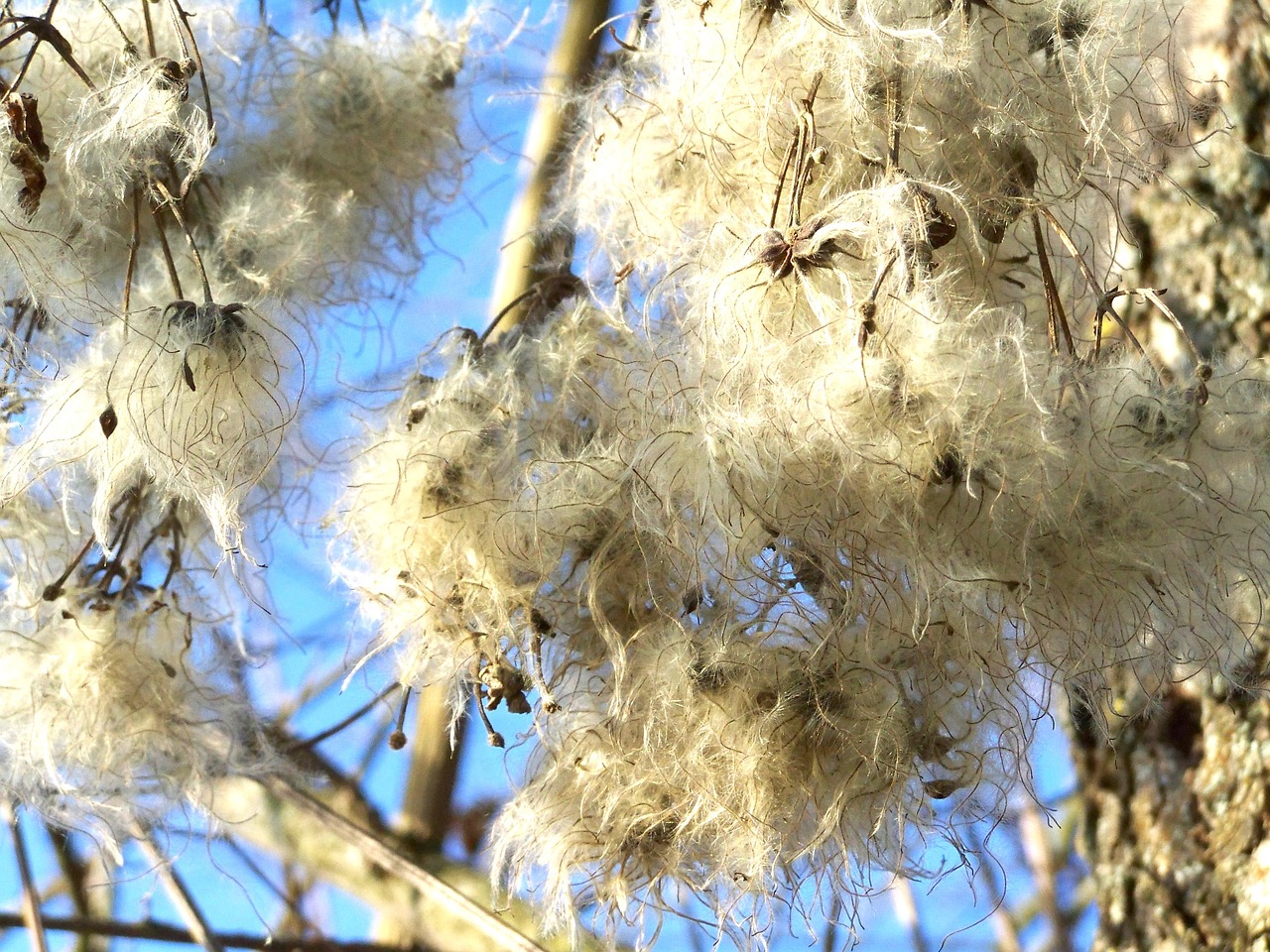 Clematis, Gamta, Balta, Nemokamos Nuotraukos,  Nemokama Licenzija