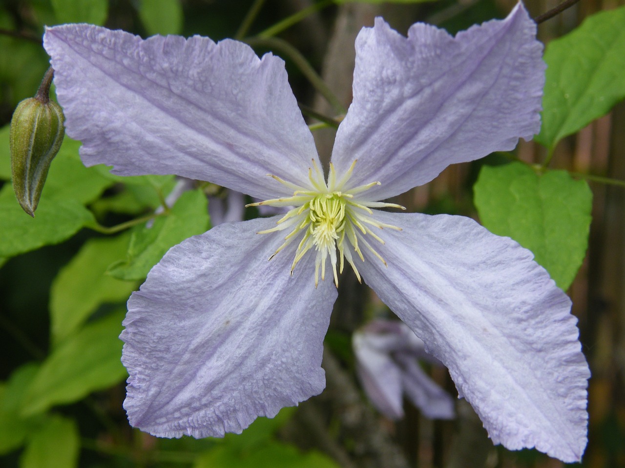 Clematis, Mėlynas, Švelnus, Gėlė, Žiedas, Žydėti, Ruduo, Nemokamos Nuotraukos,  Nemokama Licenzija