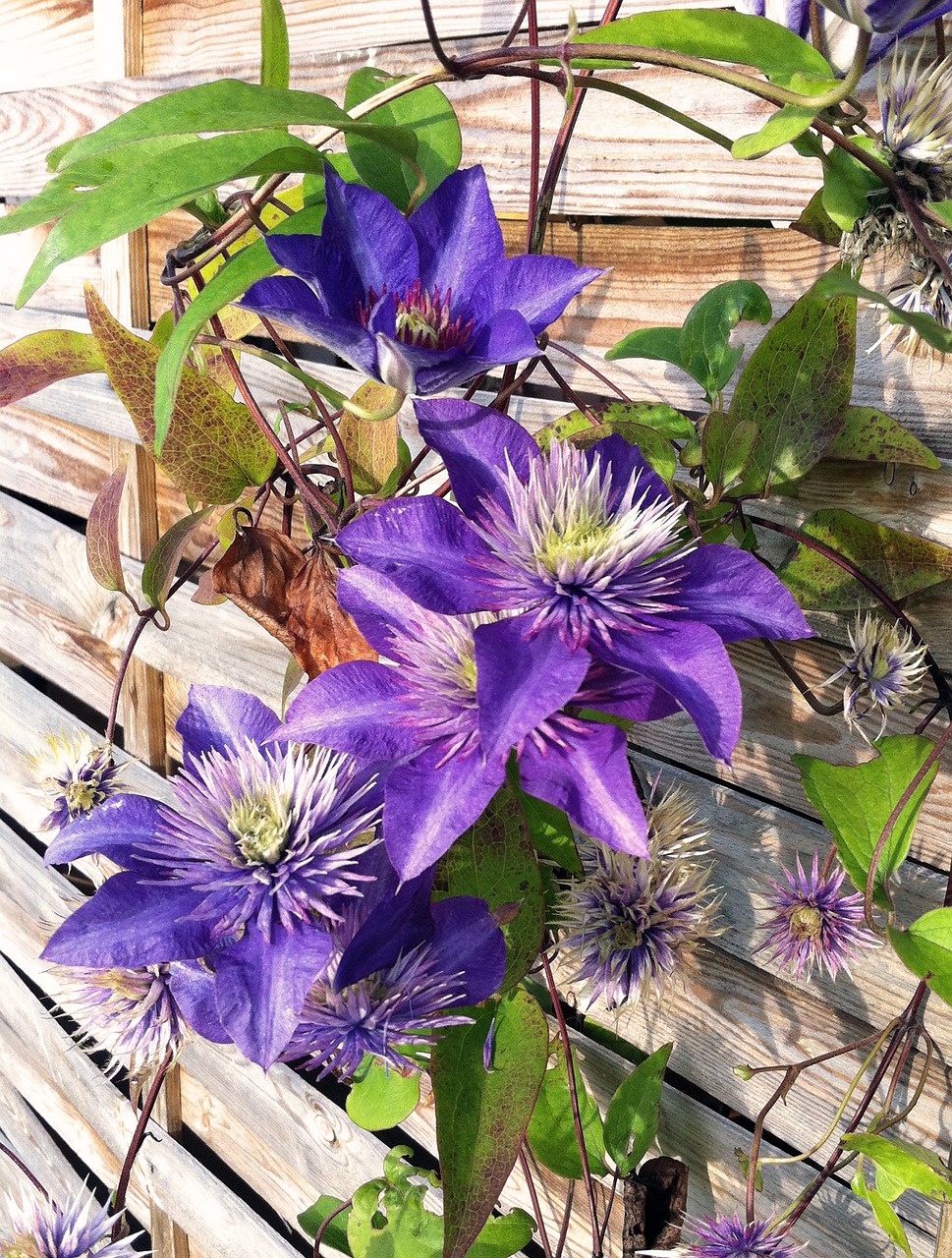 Clematis, Vasara, Violetinė, Gėlės, Lapai, Grilis, Nemokamos Nuotraukos,  Nemokama Licenzija