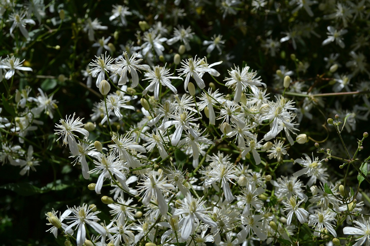 Clematis, Gėlės, Pavasaris, Nemokamos Nuotraukos,  Nemokama Licenzija