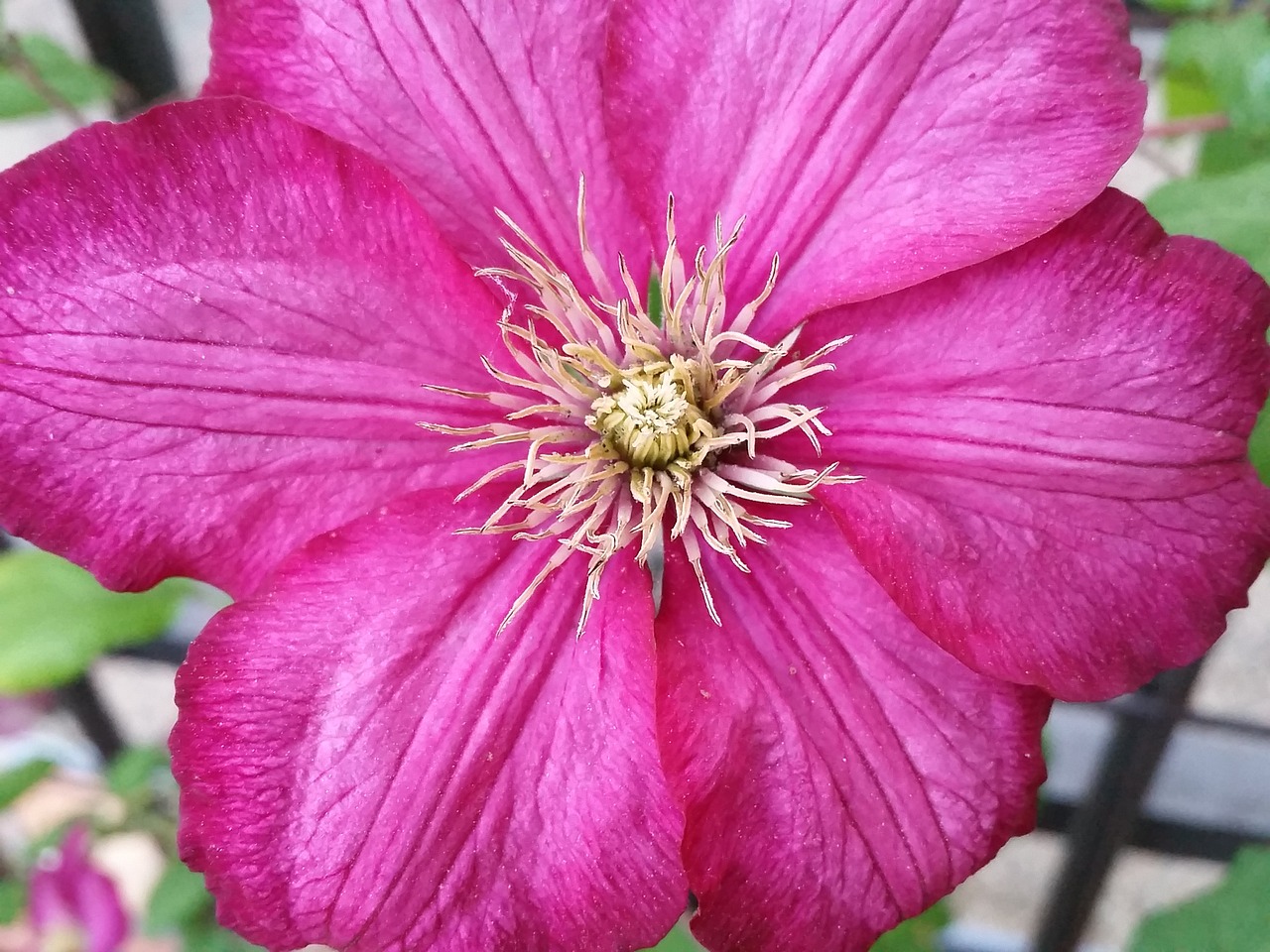 Clematis,  Gėlė,  Išdėstymas,  Balkono Gėlė, Nemokamos Nuotraukos,  Nemokama Licenzija