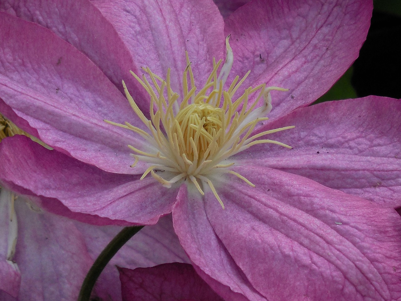 Clematis,  Žydėti,  Augalas,  Vasara,  Gamta,  Gėlė,  Žydi,  Sodas,  Violetinė,  Gėlių