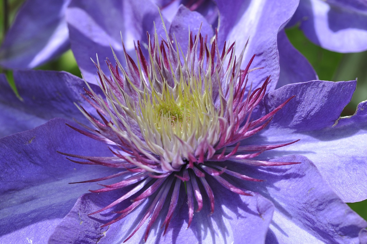 Clematis, Žiedas, Žydėti, Alpinistas, Sodo Augalas, Sodas, Gamta, Augalas, Violetinė, Uždaryti