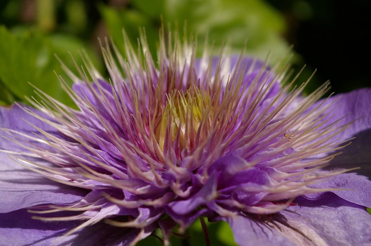 Clematis, Alpinistas, Žiedas, Žydėti, Violetinė, Gėlė, Gamta, Žydėti, Uždaryti, Augalas