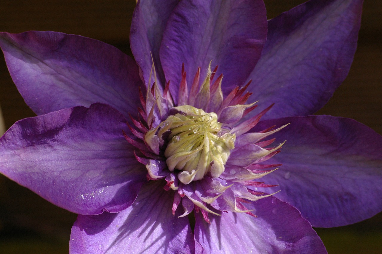 Clematis, Alpinistas, Violetinė, Gėlė, Gamta, Augalas, Žiedlapiai, Žiedas, Žydėti, Uždaryti