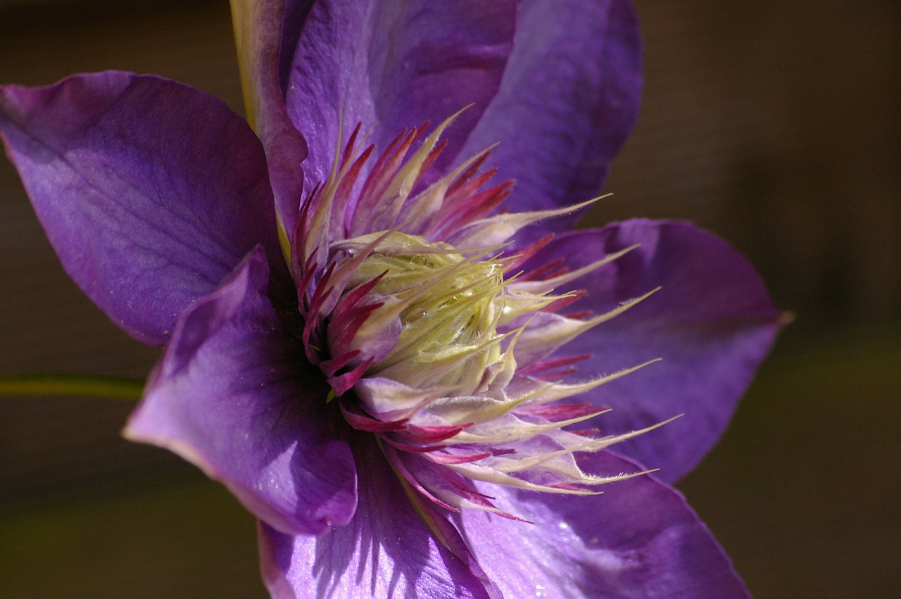 Clematis, Alpinistas, Žiedas, Žydėti, Violetinė, Gėlė, Purpurinė Gėlė, Uždaryti, Violetinė, Augalas