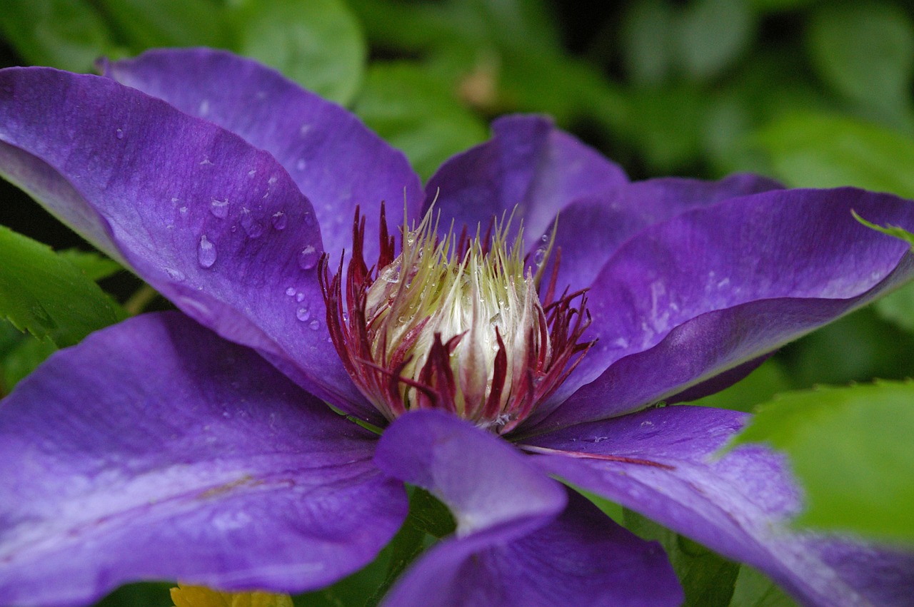 Clematis, Žiedas, Žydėti, Violetinė, Gėlė, Violetinė, Uždaryti, Purpurinė Gėlė, Šviesus, Alpinistas