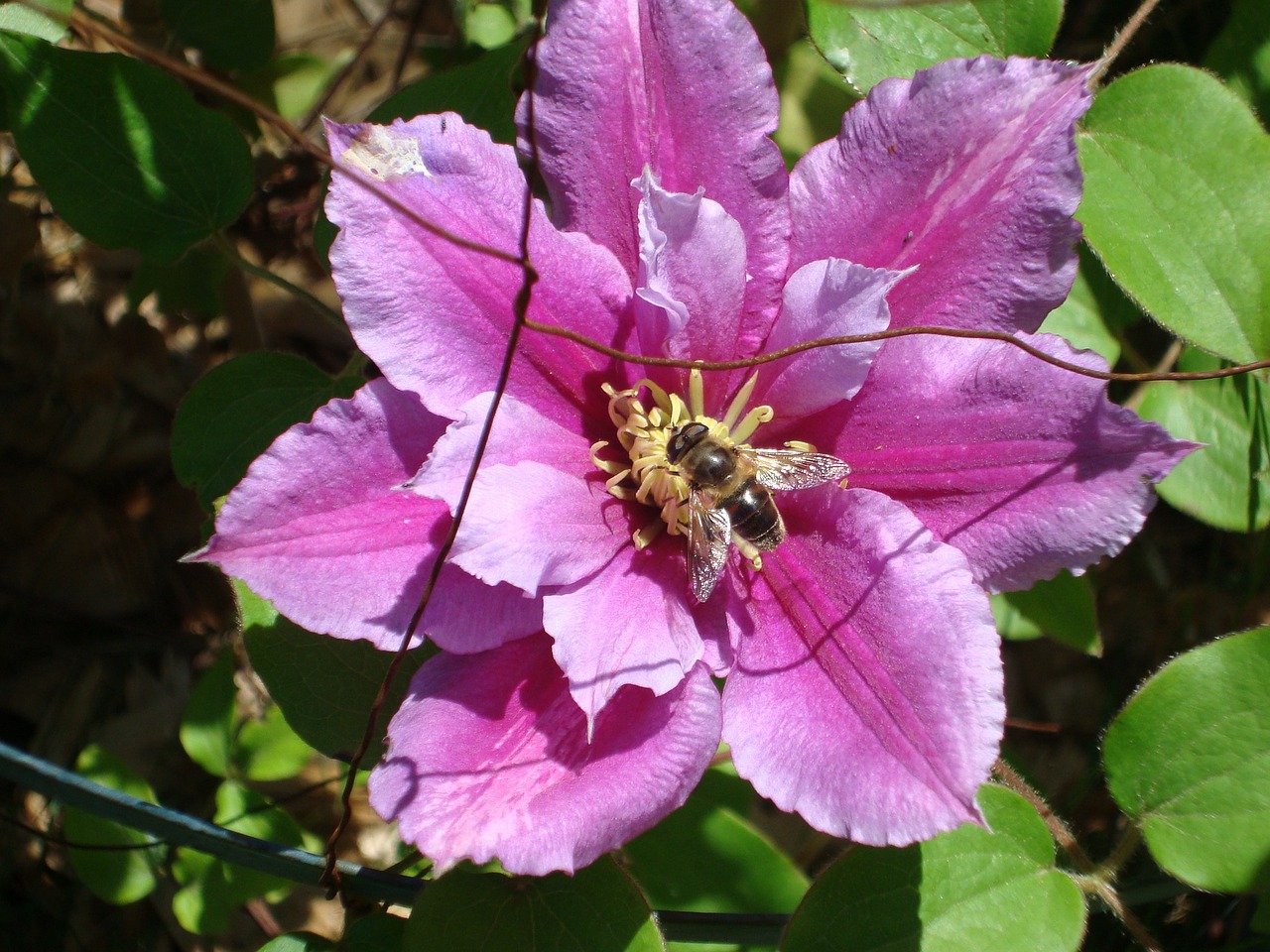 Clematis, Gėlė, Žydėti, Rožinis, Nemokamos Nuotraukos,  Nemokama Licenzija