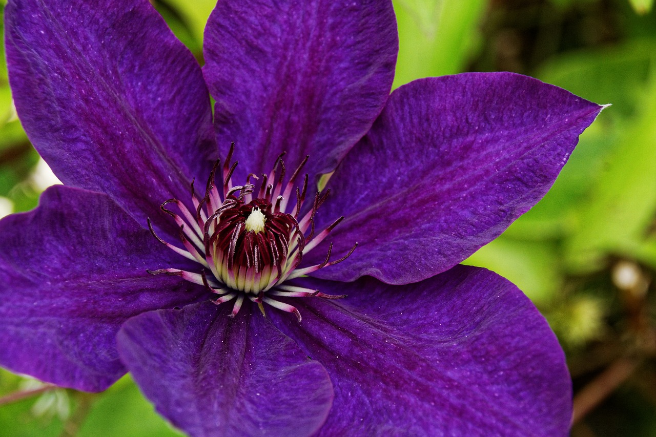 Clematis,  Violetinė,  Žiedas,  Žydėti,  Gėlė,  Uždaryti,  Violetinė,  Flora,  Fauna,  Augalas