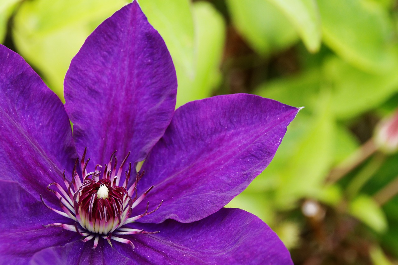 Clematis,  Violetinė,  Žiedas,  Žydėti,  Gėlė,  Uždaryti,  Violetinė,  Flora,  Fauna,  Augalas