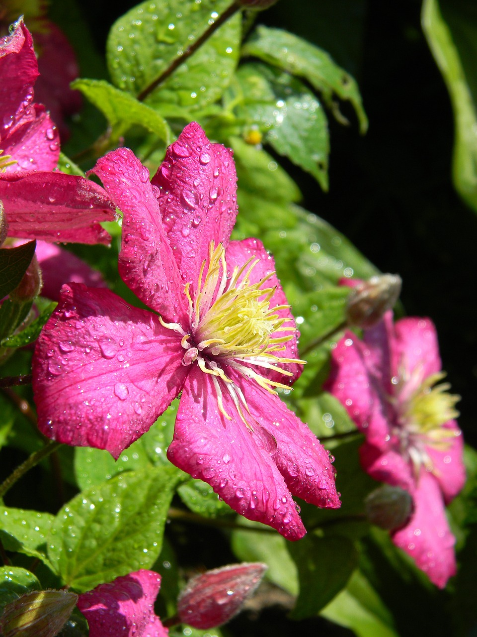 Clematis, Žydėti, Rožinė Klematis, Gėlė, Rožinė Gėlė, Lapai, Sodo Gėlė, Lašai Vandens, Dekoratyvinis Augalas, Sodo Gėlės