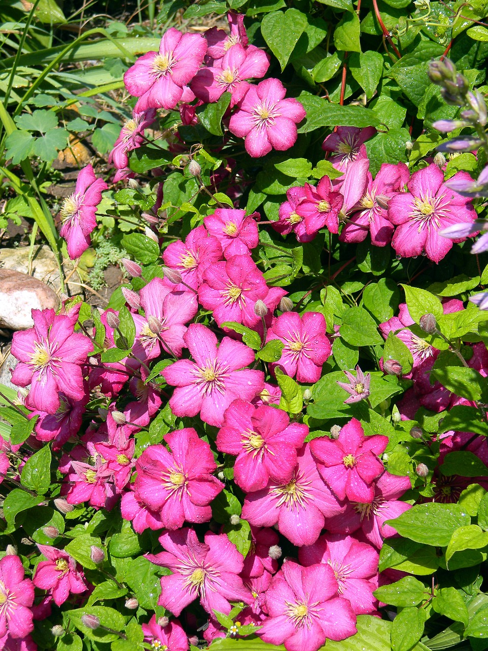 Clematis, Žydėti, Rožinė Klematis, Gėlė, Rožinė Gėlė, Lapai, Sodo Gėlė, Lašai Vandens, Dekoratyvinis Augalas, Sodo Gėlės