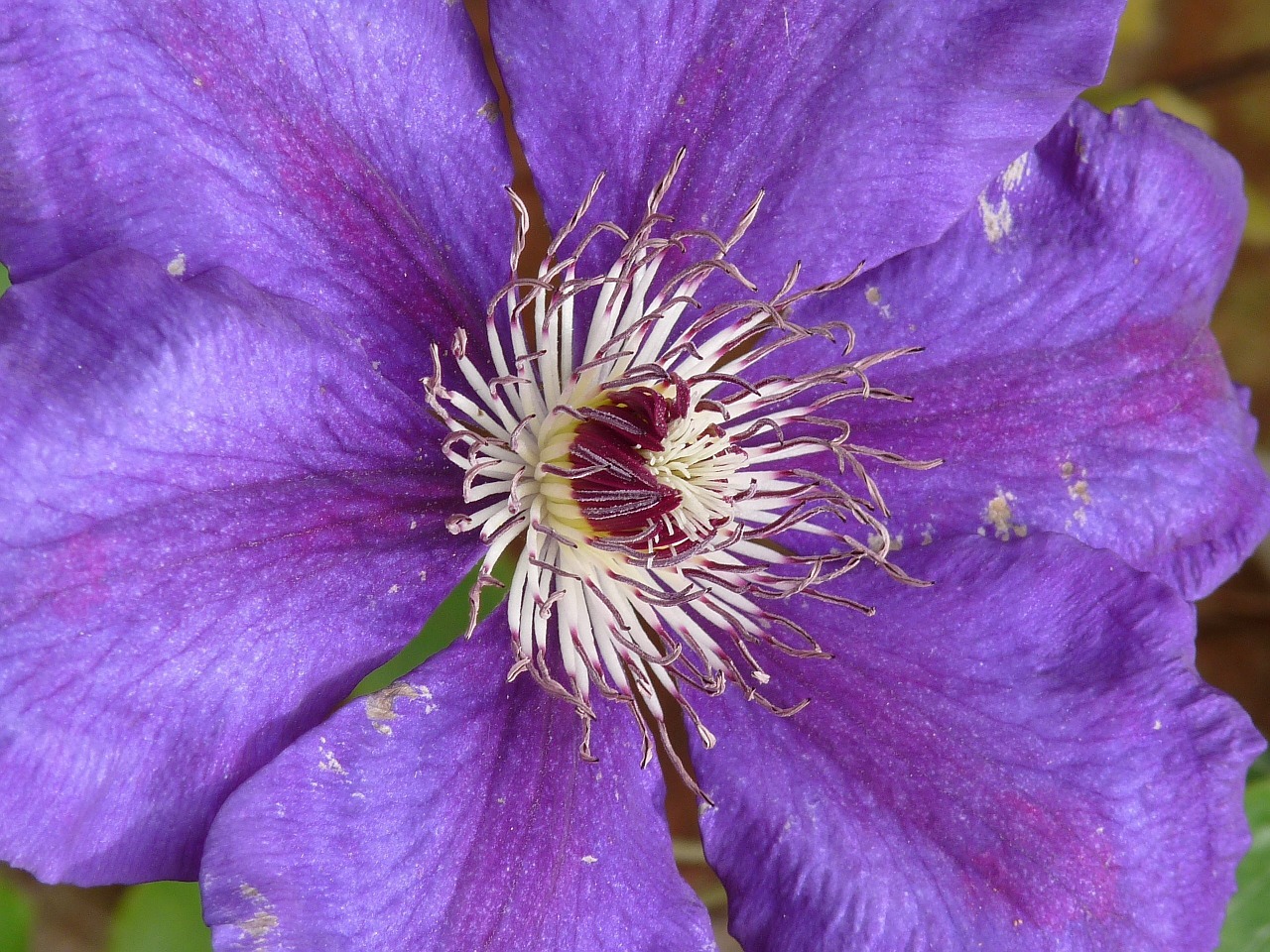 Clematis, Mėlynas, Violetinė, Gamta, Gėlė, Vasara, Augalas, Sodas, Gėlių, Žiedas