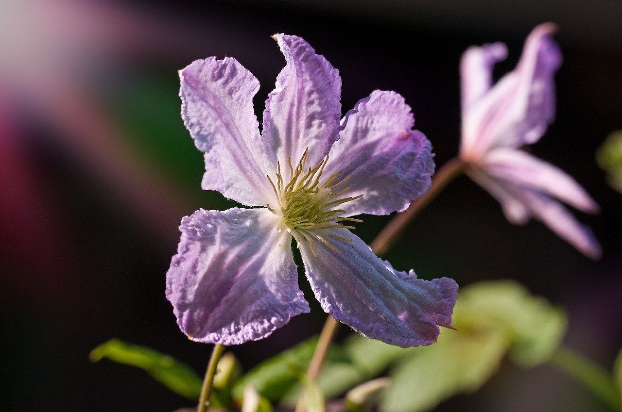 Clematis, Gėlė, Žiedas, Žydėti, Violetinė, Violetinė, Augalas, Sodas, Mėlynas, Alpinistas