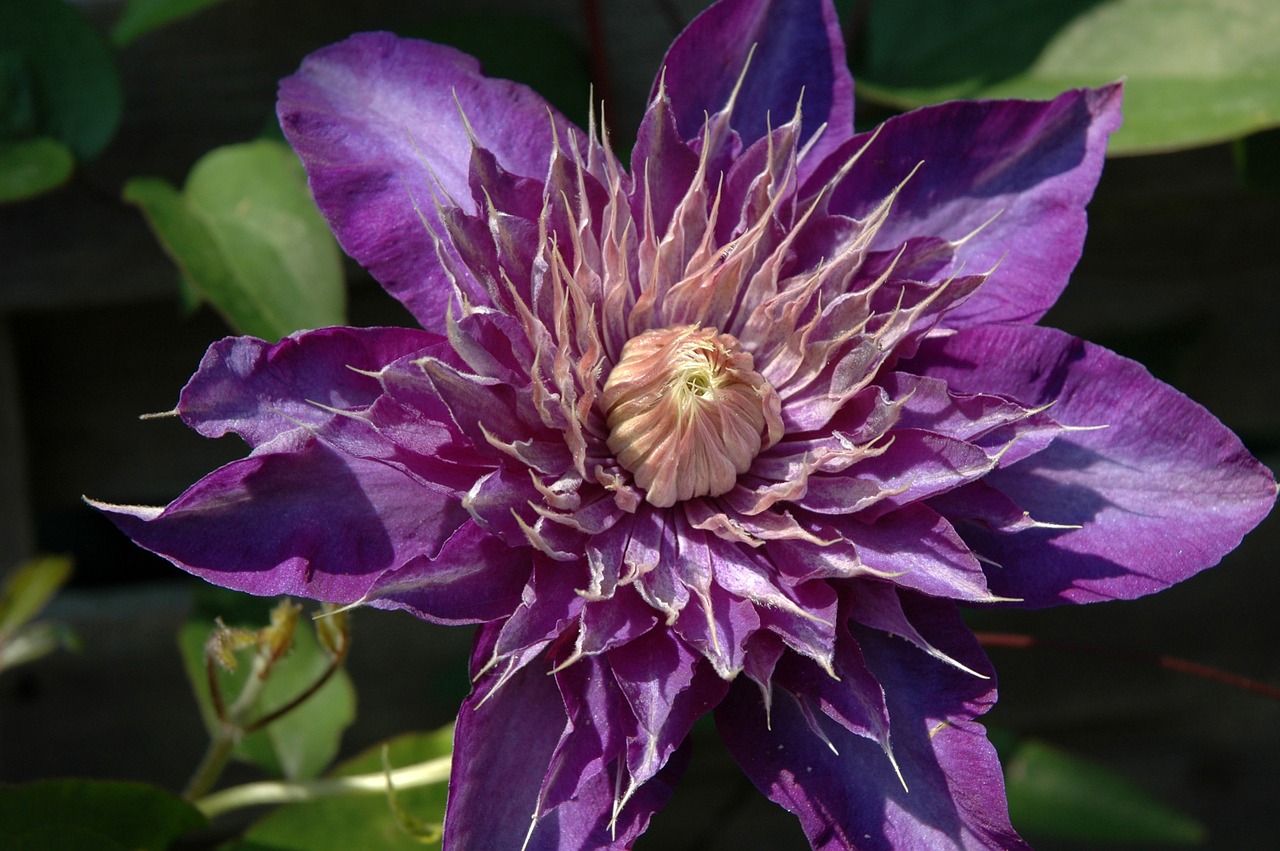 Clematis, Violetinė, Gėlė, Augalas, Gamta, Žydėti, Botanika, Gėlių, Pavasaris, Spalva