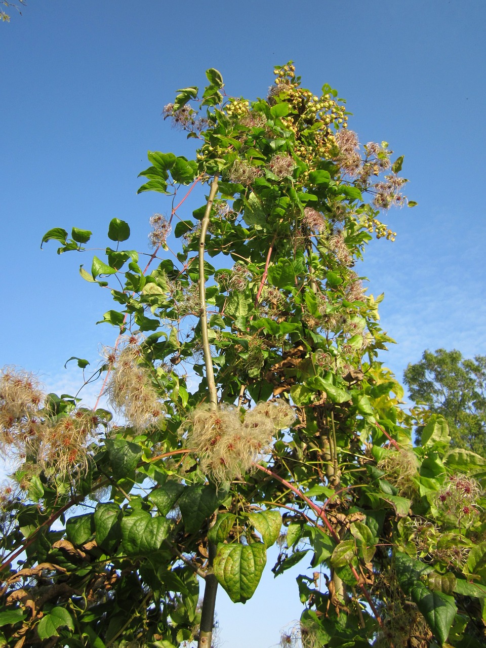 Clematis Vitalba,  Senoji Vyriška Barzda,  Keliautojų Džiaugsmas,  Wildflower,  Botanika,  Rūšis,  Flora,  Augalas,  Alpinistas,  Creeper