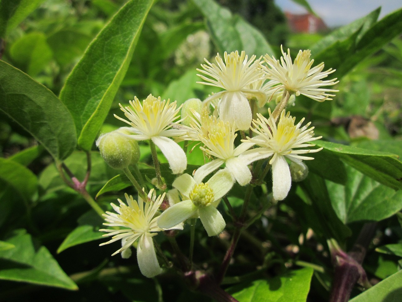 Clematis Vitalba,  Senojo Žmogaus Barzda,  Keliautojo Džiaugsmas,  Wildflower,  Creeper,  Alpinistas,  Žiedynas,  Flora,  Botanika,  Augalas