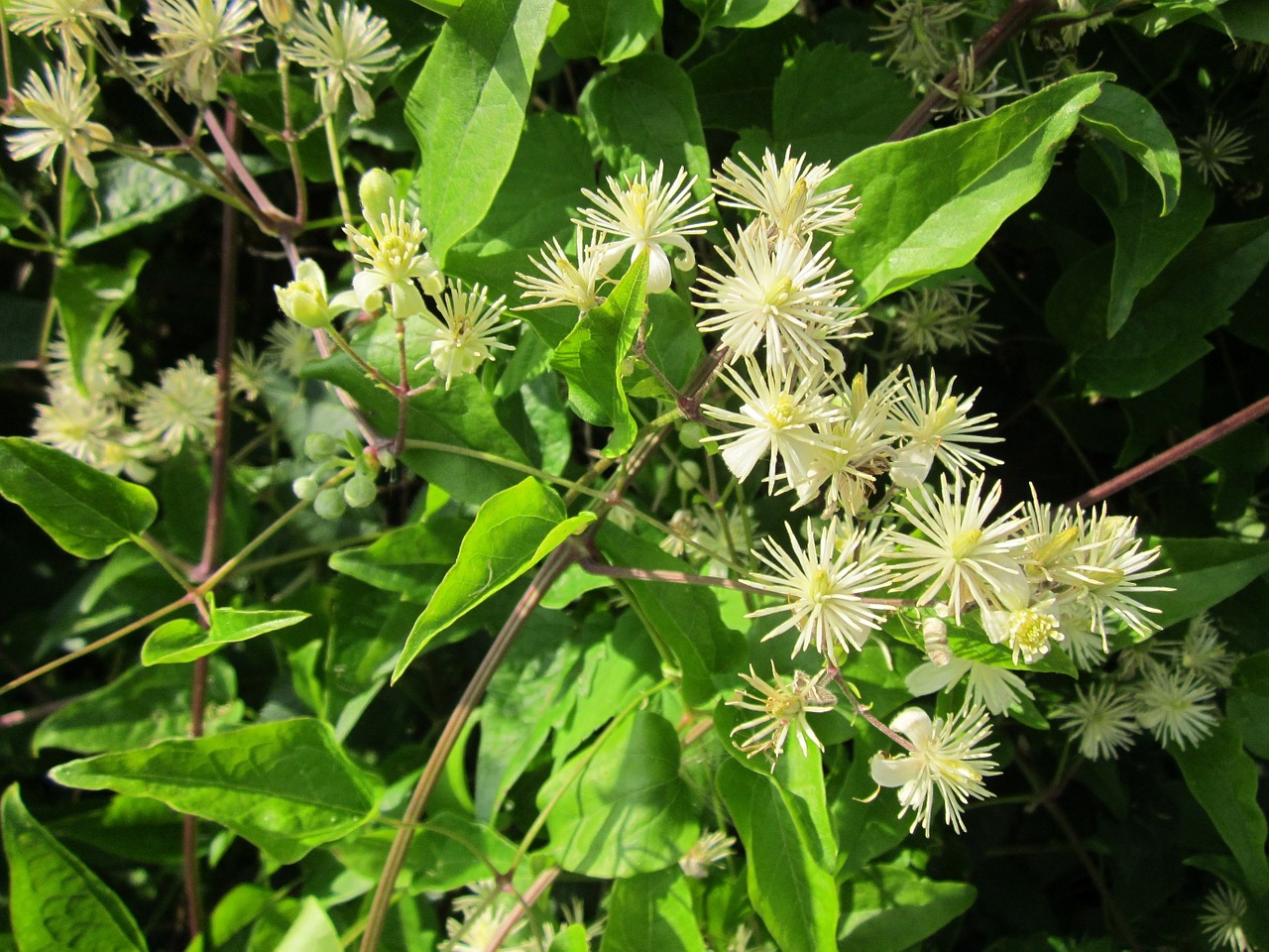 Clematis Vitalba,  Senojo Žmogaus Barzda,  Keliautojo Džiaugsmas,  Wildflower,  Creeper,  Alpinistas,  Žiedynas,  Flora,  Botanika,  Augalas