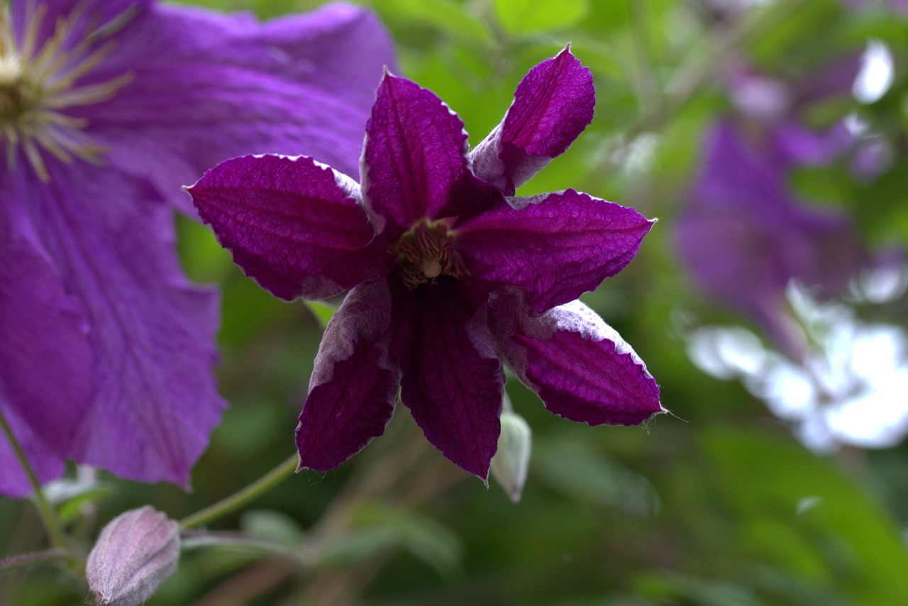 Clematita, Gėlė, Mov, Žiedlapiai, Augalai, Gamta, Nemokamos Nuotraukos,  Nemokama Licenzija