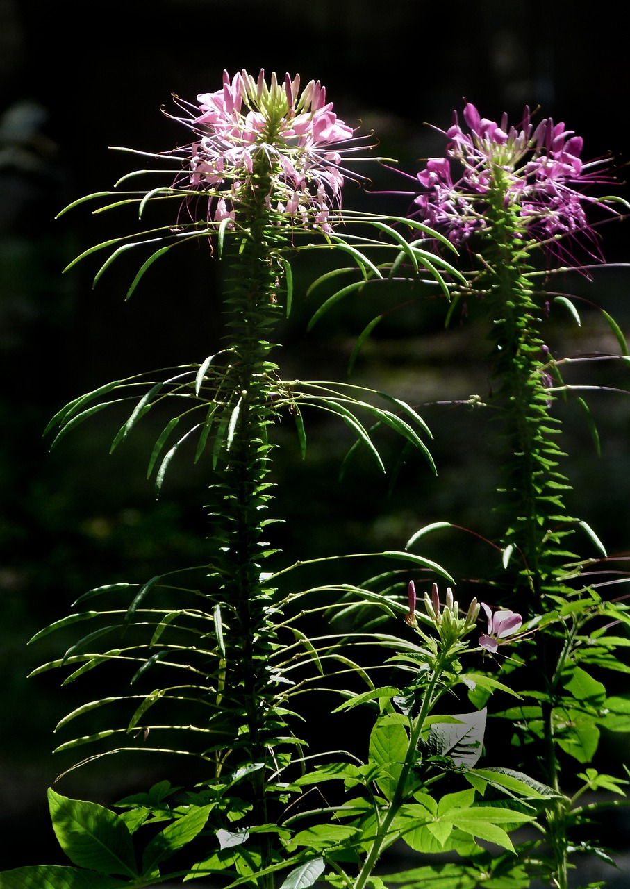 Cleome, Gėlė, Flora, Voras, Žiedas, Hassleriana, Violetinė, Spinosa, Nemokamos Nuotraukos,  Nemokama Licenzija