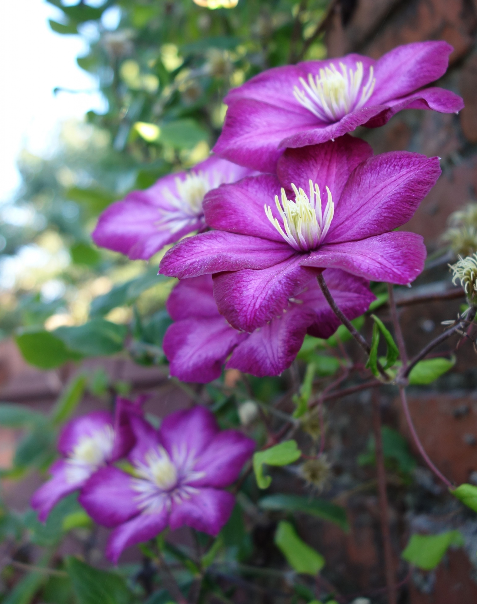 Clematis,  Gėlė,  Clematis 2, Nemokamos Nuotraukos,  Nemokama Licenzija