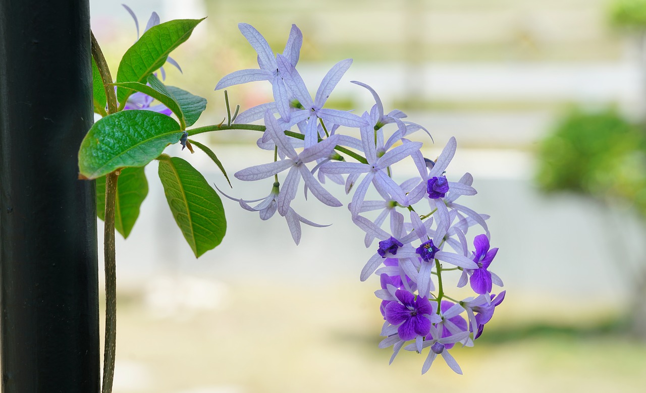 Alpinizmas, Vynmedis, Violetinė, Balta, Gėlė, Flora, Gamta, Lapai, Gėlių, Sodas