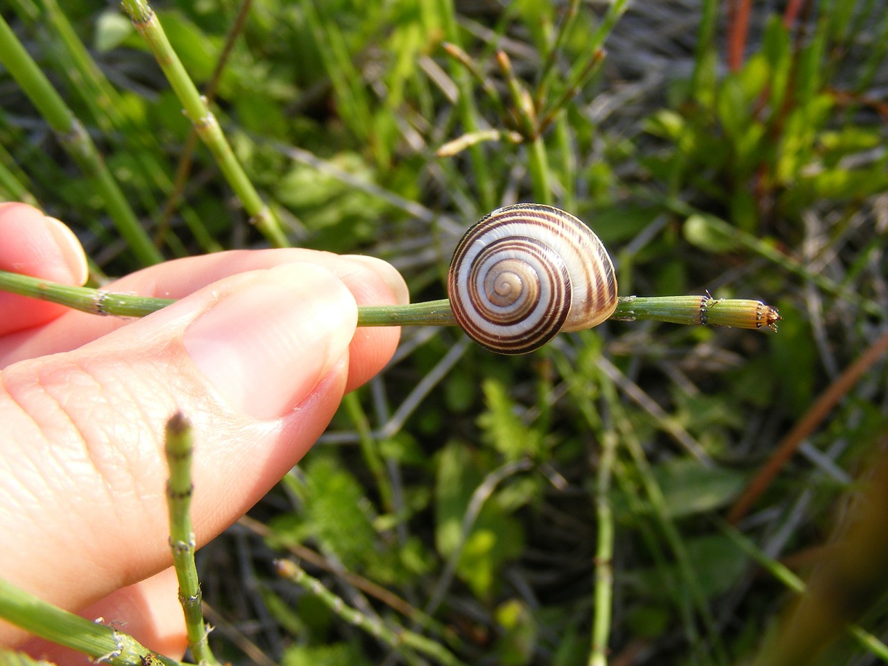 Alpinizmas, Iš Arti, Suvynioti, Gastropoda, Žolė, Žalias, Moliuskas, Kriauklės, Mažas, Sraigės