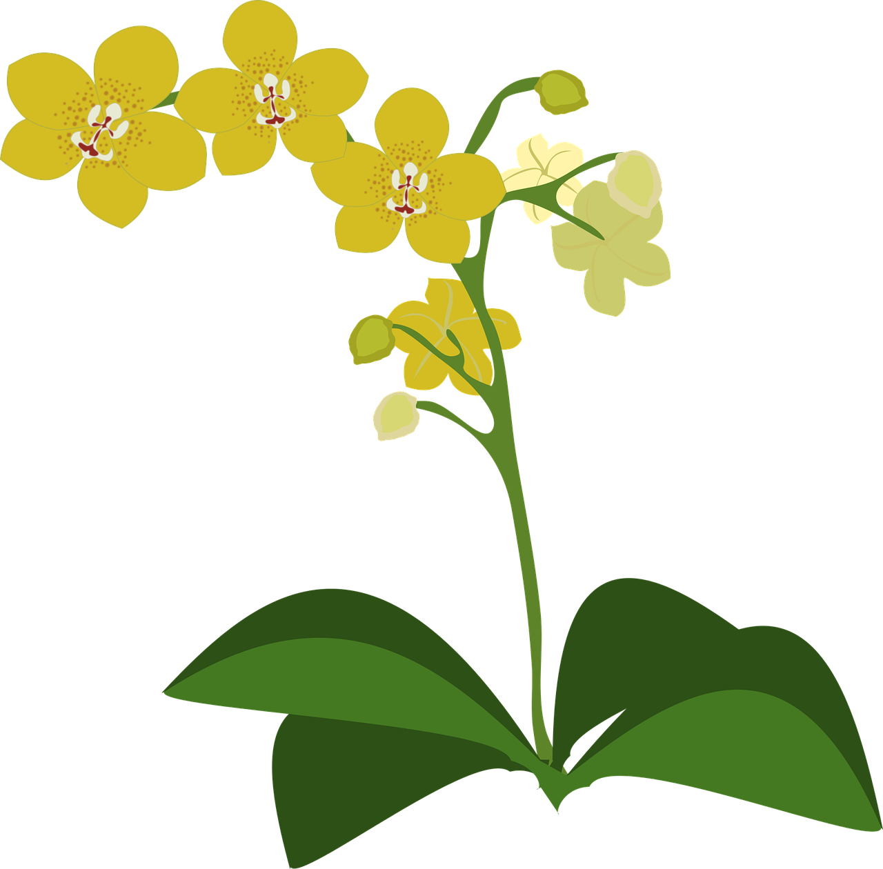 Iliustracijos, Floras, Flora, Gėlė, Gamta, Orchidėja, Orchidėjos, Augalas, Nemokama Vektorinė Grafika, Nemokamos Nuotraukos