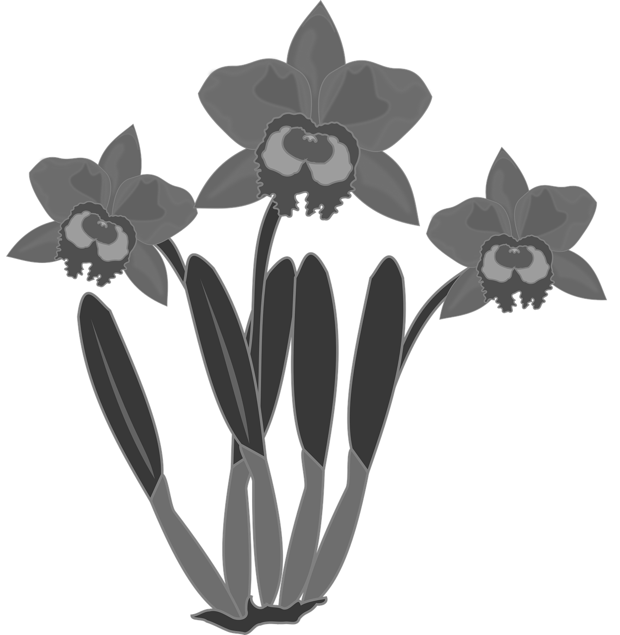 Iliustracijos, Floras, Flora, Gėlė, Gamta, Orchidėja, Orchidėjos, Augalas, Siluetas, Nemokama Vektorinė Grafika