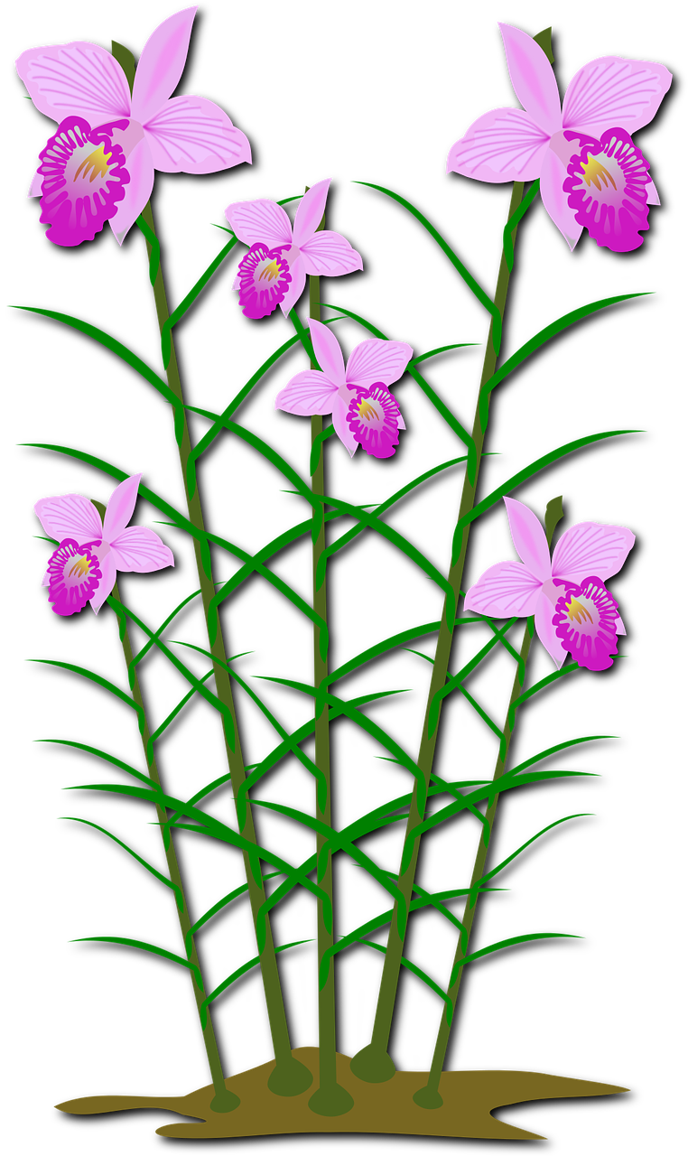 Iliustracijos, Floras, Flora, Gėlė, Gamta, Orchidėja, Orchidėjos, Augalas, Nemokama Vektorinė Grafika, Nemokamos Nuotraukos