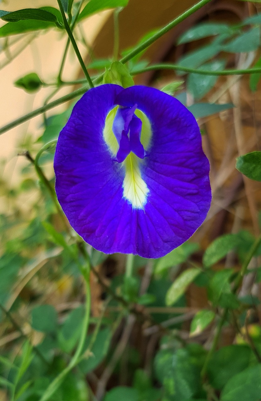 Clitoria Ternatea,  Drugelis,  Žirnis,  Valgomieji,  Arbata,  Gėlė,  Flora,  Lapai,  Lauke,  Violetinė