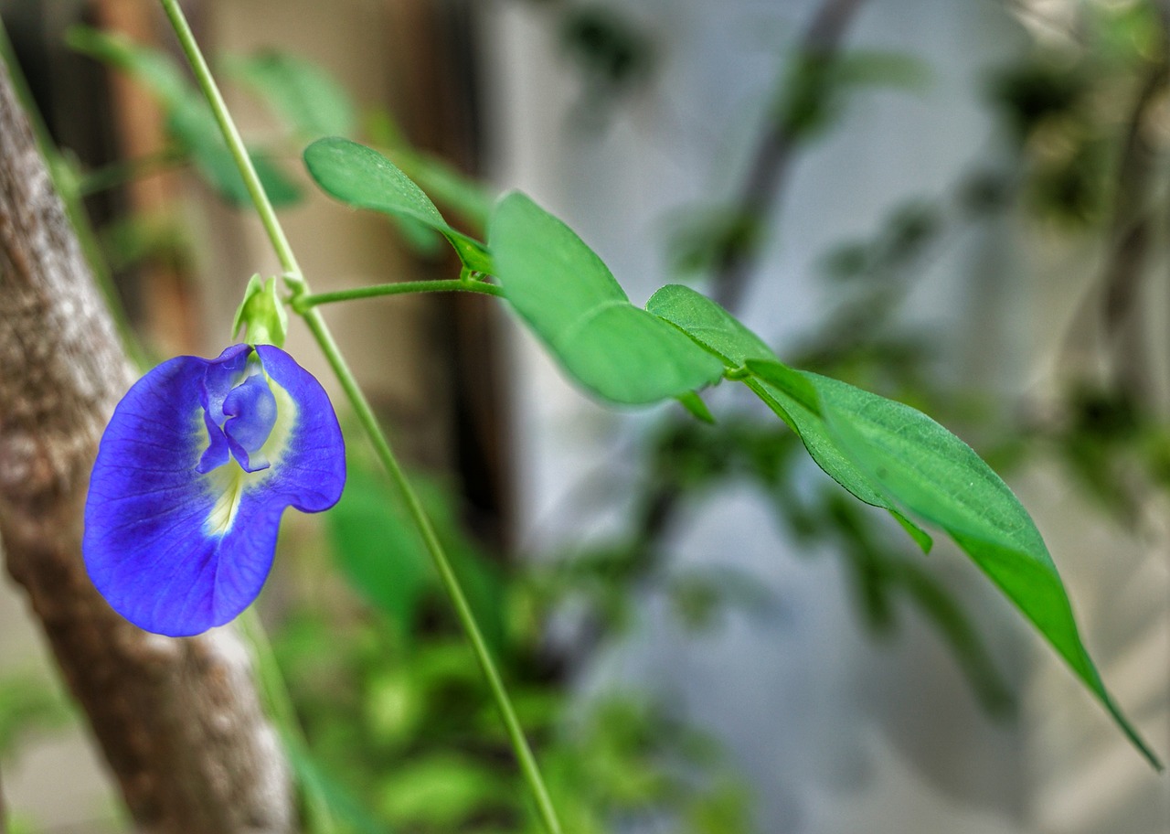 Clitoria Ternatea,  Drugelis,  Žirnių,  Valgomieji,  Arbata,  Gėlė,  Floros,  Lapų,  Lauke,  Violetinė