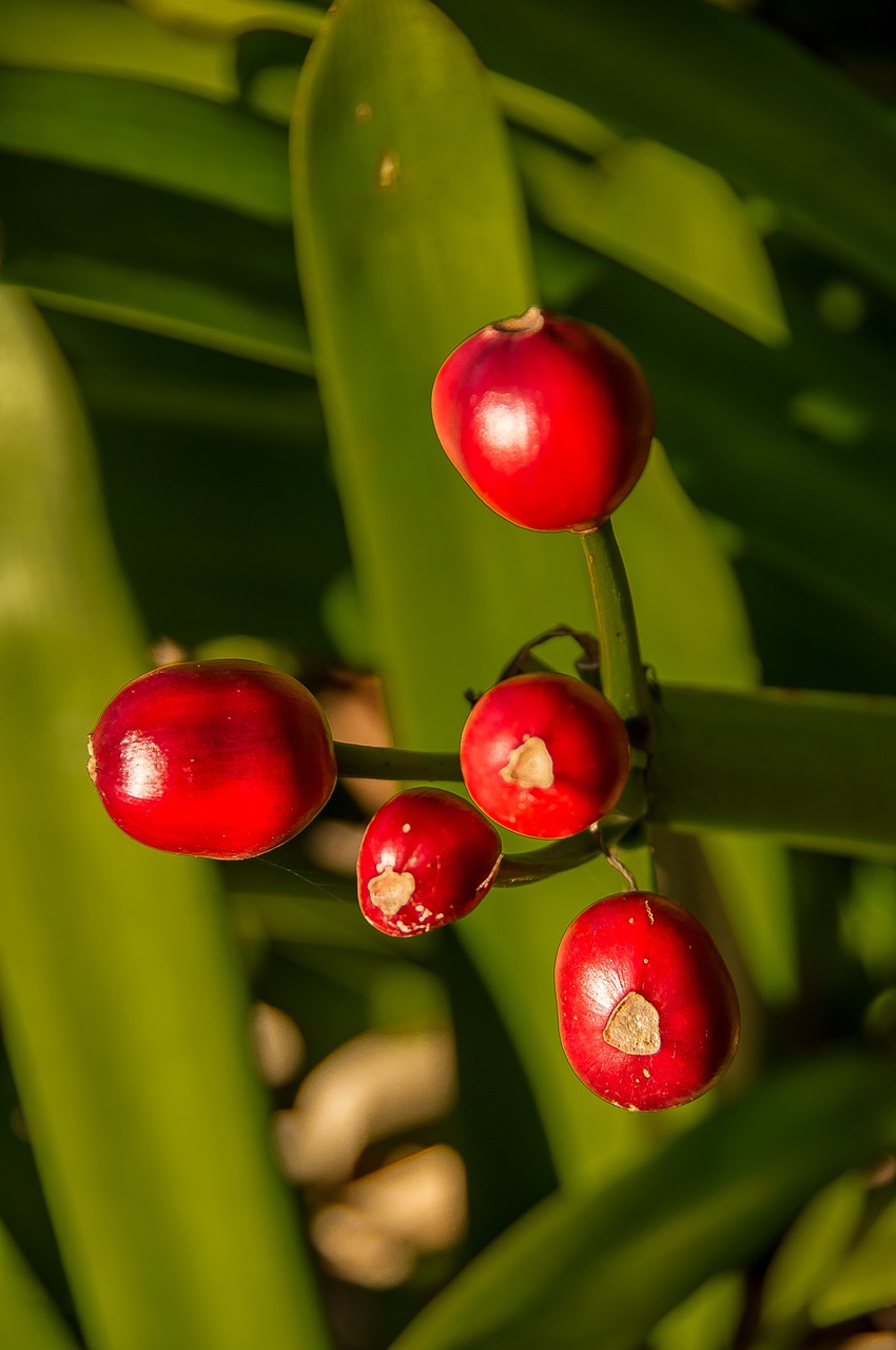 Klivija,  Amaryllidaceae,  Uogos,  Raudona,  Sėklos,  Augalas,  Gėlė,  Sodas, Nemokamos Nuotraukos,  Nemokama Licenzija