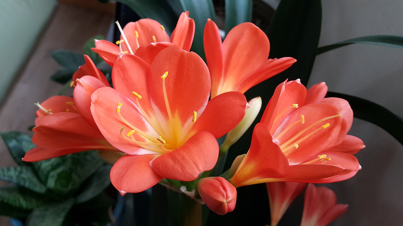 Clivia Miniata, Oranžinė, Gėlės, Pavasario Gėlės, Pavasaris, Gražus, Gamta, Augalai, Gėlių Sodai, Pasodintas Augalas