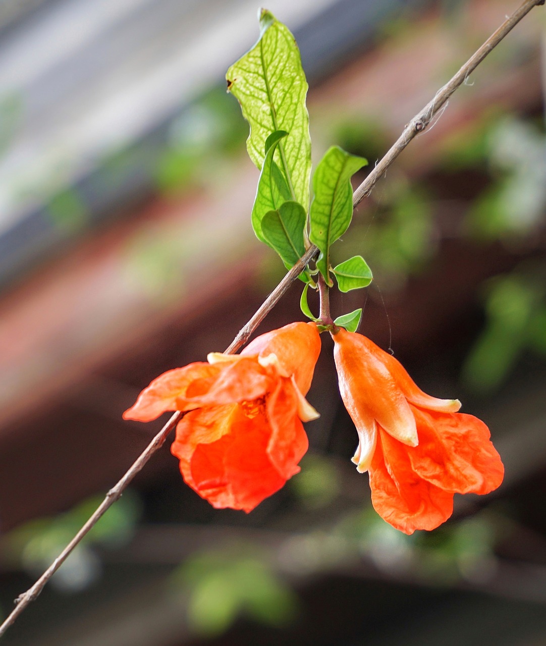 Clockvine,  Granatų,  Gėlė,  Vynmedis,  Šviesus,  Oranžinė,  Pobūdį,  Floros,  Lauke,  Medis