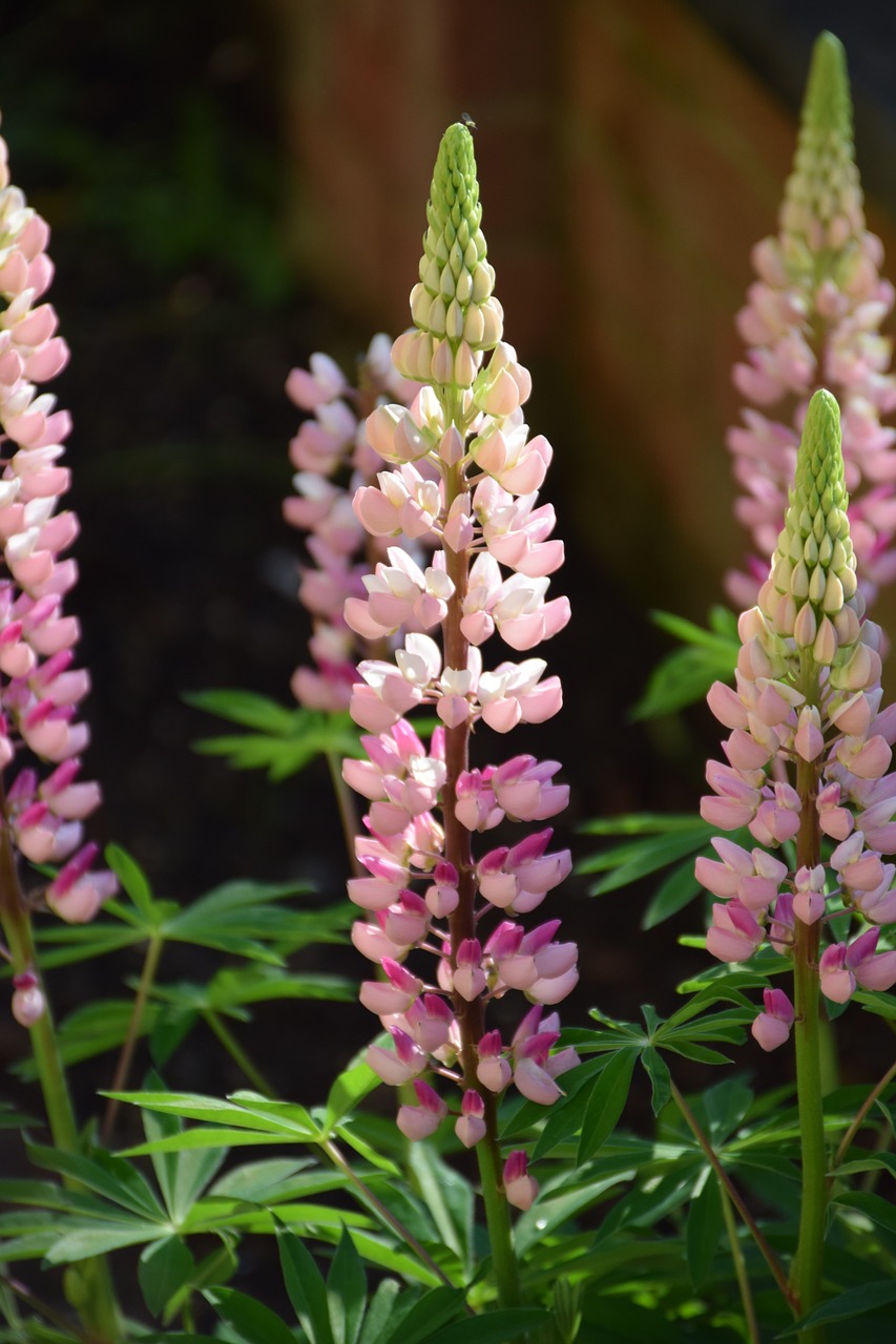 Lupinas, Gražus, Žiedas, Žydėti, Išsamiai, Makro, Spalvinga, Gamta, Nuotaika, Augalas