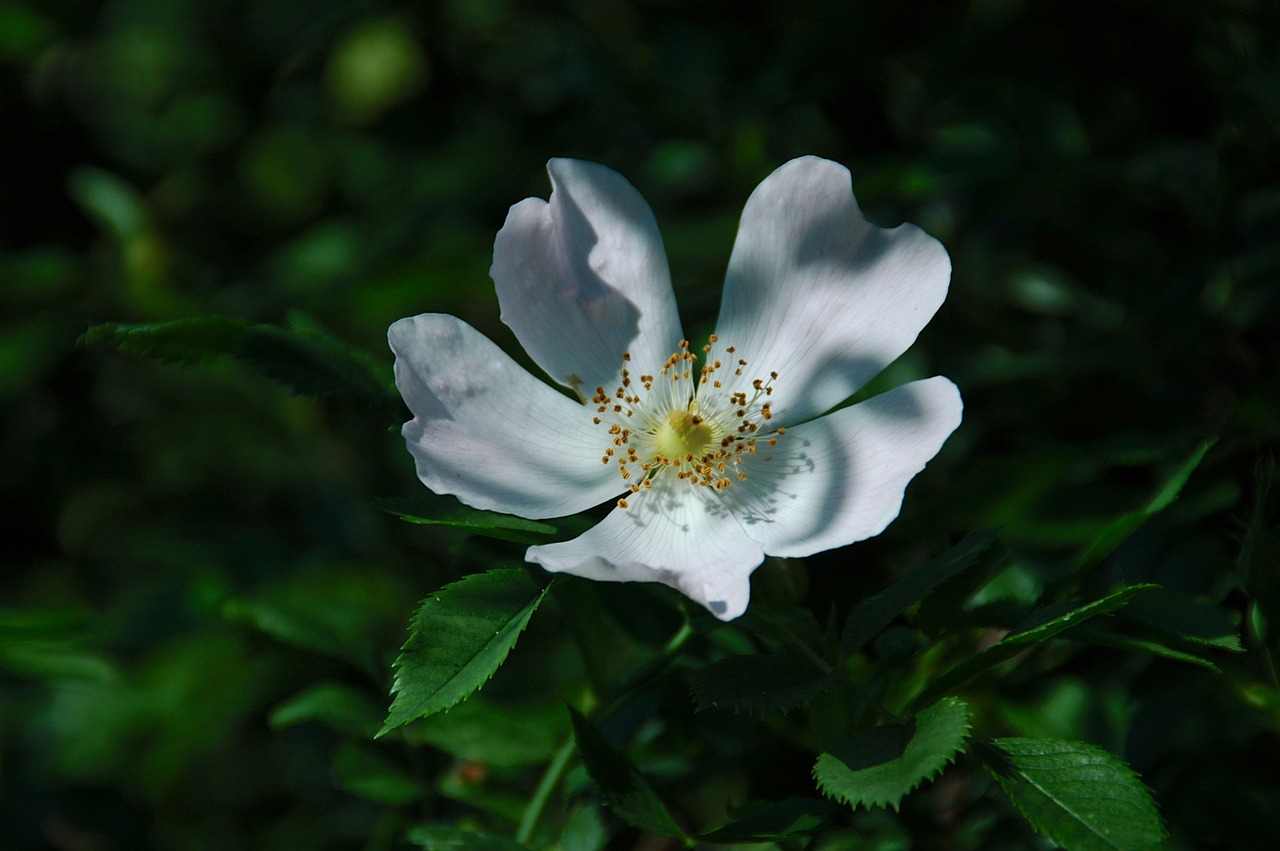 Uždaryti, Laukinė Rožė, Rožinė Hip Grožis, Flora, Nemokamos Nuotraukos,  Nemokama Licenzija