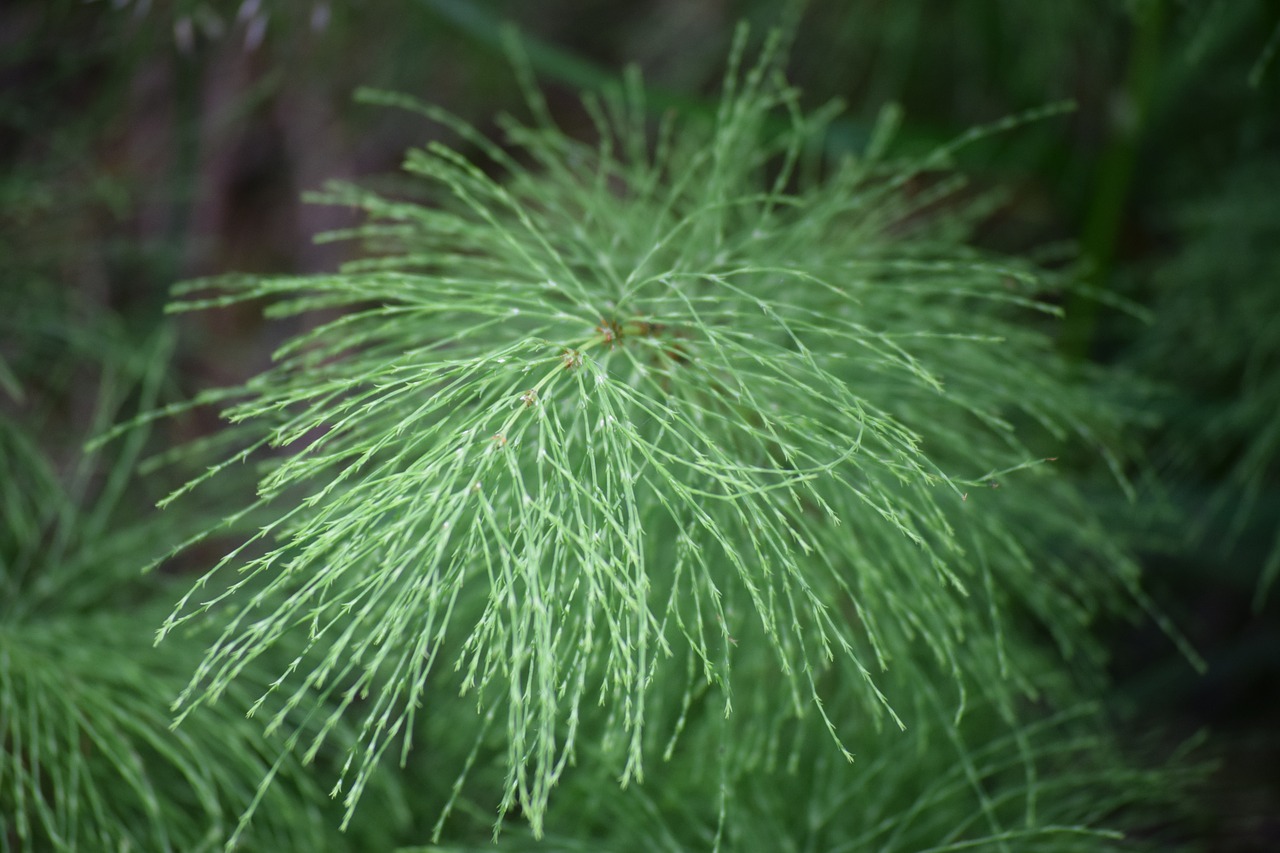 Uždaryti, Wald Schachtelhalm, Wildflower, Gamta, Augalas, Nemokamos Nuotraukos,  Nemokama Licenzija