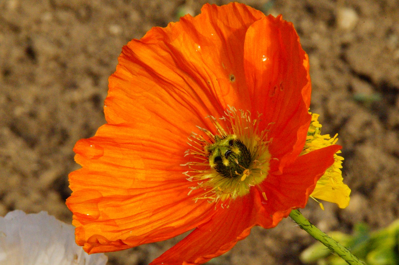 Uždaryti, Aguona, Oranžinė, Aguonos Gėlė, Muehnblume, Švelnus, Šviesus, Žiedas, Žydėti, Nemokamos Nuotraukos