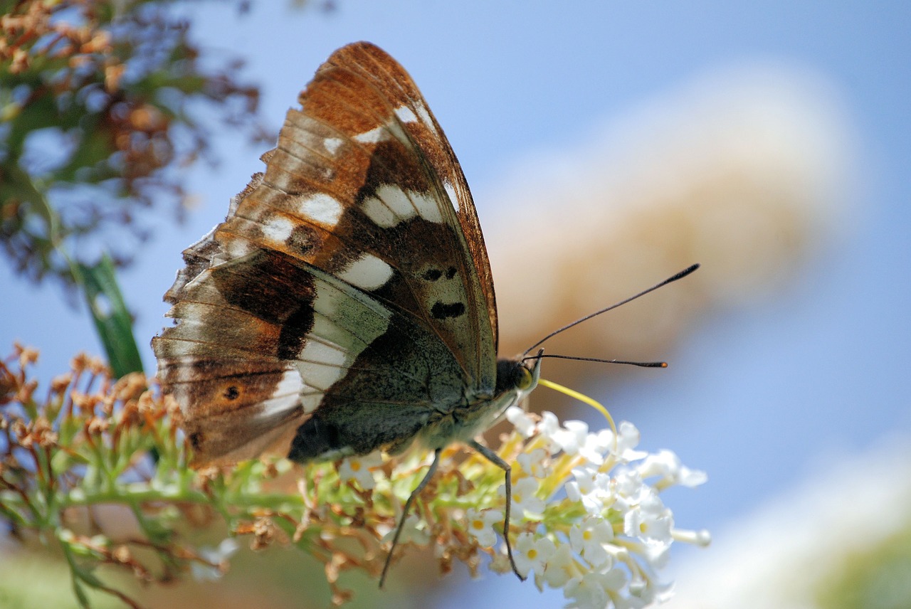 Iš Arti, Buddleia, Wildflower, Gėlė, Drugelis Gėlė, Drugelis, Vabzdys, Sparnas, Laukinė Gamta, Klaida