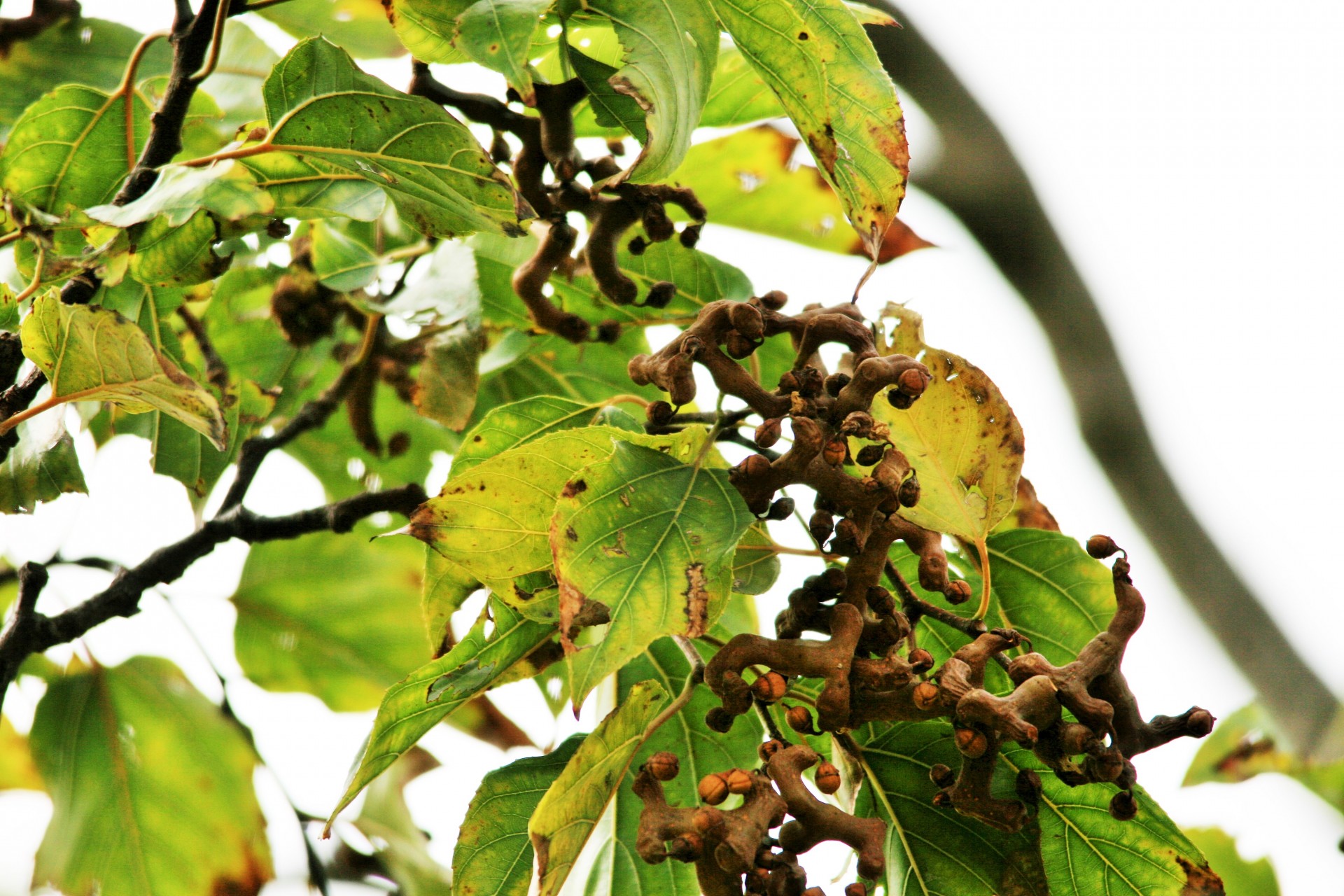 Vaisiai,  Japanese & Nbsp,  Raisin,  Apkunus,  Prinokę,  Mėsingas,  Japonijos Razinų Vaisių Uždaryti, Nemokamos Nuotraukos,  Nemokama Licenzija