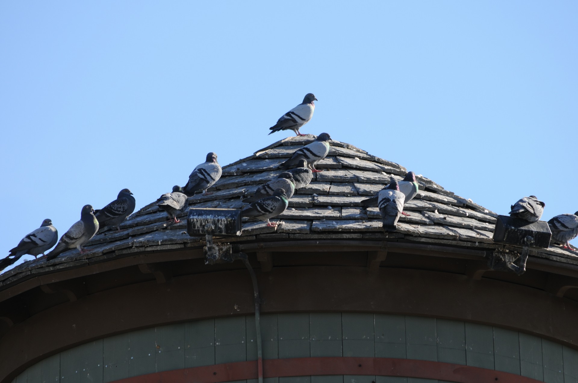 Balandis,  Balandžiai,  Rinkti,  Flock,  Vanduo & Nbsp,  Bokštas,  Vandens Bokštas,  Santa Rosa,  Kalifornija,  Grupė