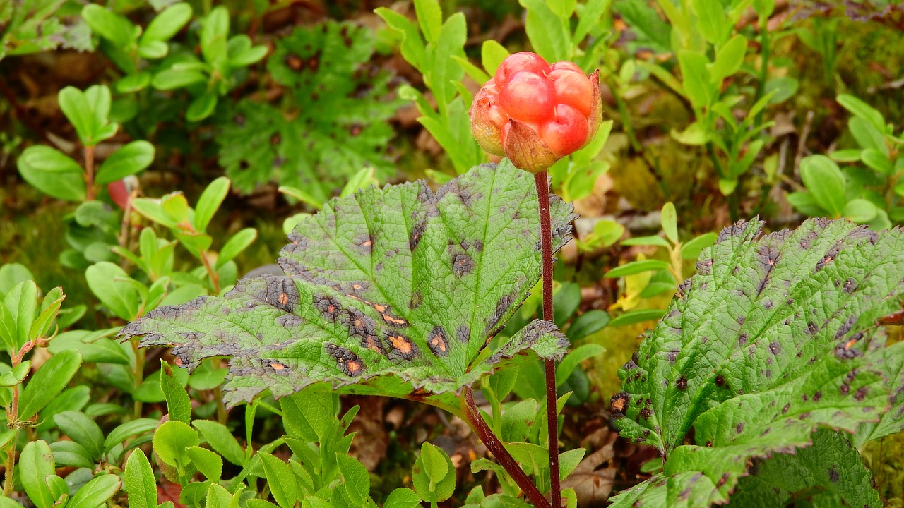 Mėlyna Rubus Chamaemorus, Švedija, Vaisius, Sånfjället, Nemokamos Nuotraukos,  Nemokama Licenzija