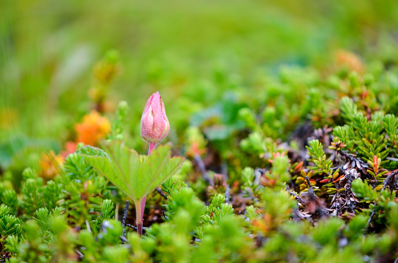 Mėlyna Lenkas, Suomuurain, Moliūgų Krūmas Gamina, Tussock, Uogos, Bręsta, Sepals, Gamta, Pelkė, Finnmark