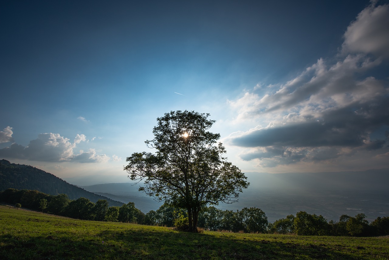 Debesys, Aušra, Dusk, Rūkas, Miškas, Žolė, Miglotas, Lapai, Miglotas, Kalnai