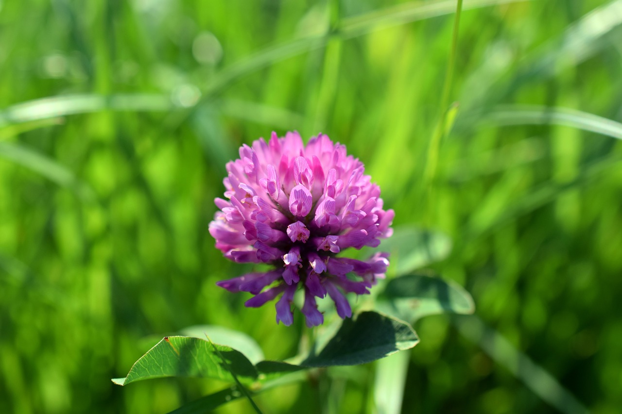 Dobilas, Rožinis, Violetinė, Pieva, Žalias, Gėlė, Gamta, Augalas, Žolė, Žiedas