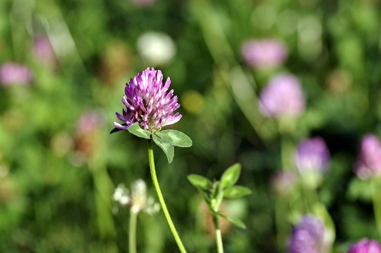 Dobilas, Raudona, Mėlynas, Violetinė, Gėlė, Pašariniai Augalai, Lauko Gėlė, Makro, Stiebai, Trifolium