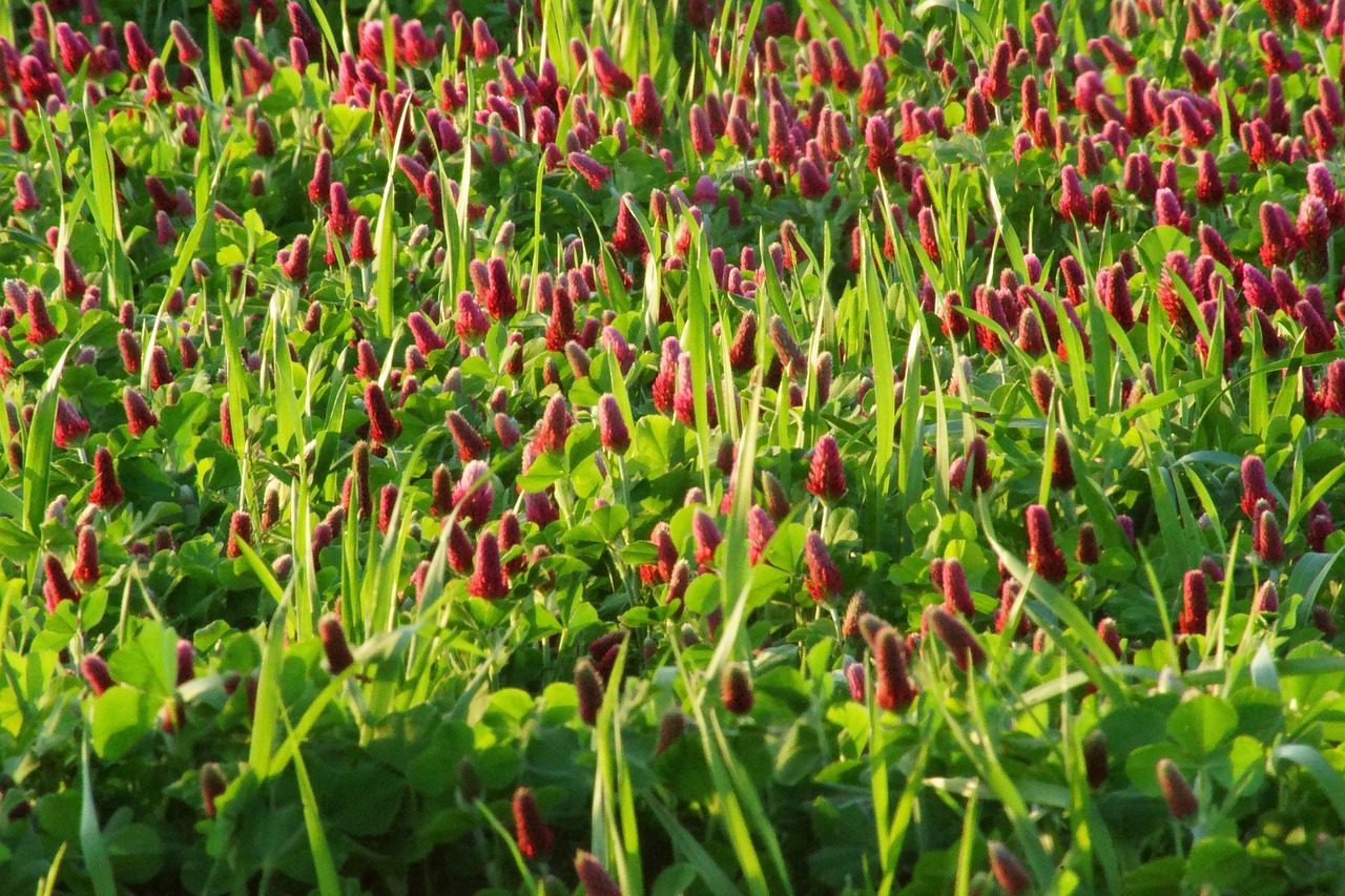 Dobilas, Raudona, Ekologiškas, Žolelių, Laukas, Pavasaris, Natūralus, Nemokamos Nuotraukos,  Nemokama Licenzija