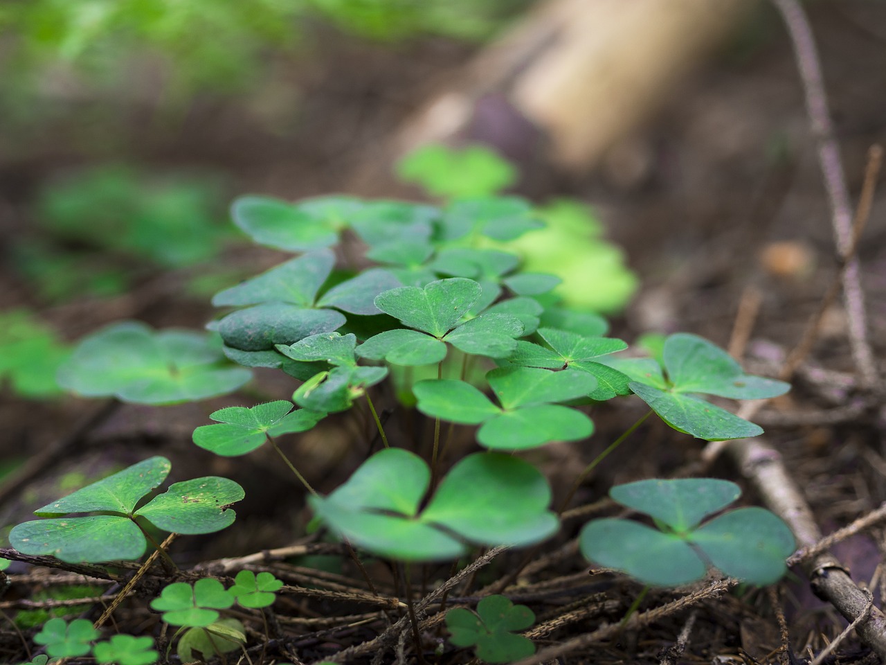 Dobilas, Trefoil, Trifolium, Augalas, Gamta, Žalias, Lapai, Flora, Vasara, Sodas