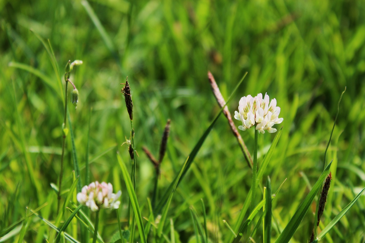 Dobilai,  Dobilų Žydėjimo Būsenoje,  Meadow,  Poliana,  Lea,  Žiedlapių,  Termino Suėjimo,  Pievoje,  Žydėjimo,  Pobūdį